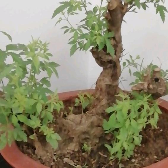 可爱格格巫