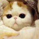爱吃肉的猫