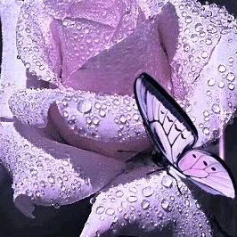用户雨点