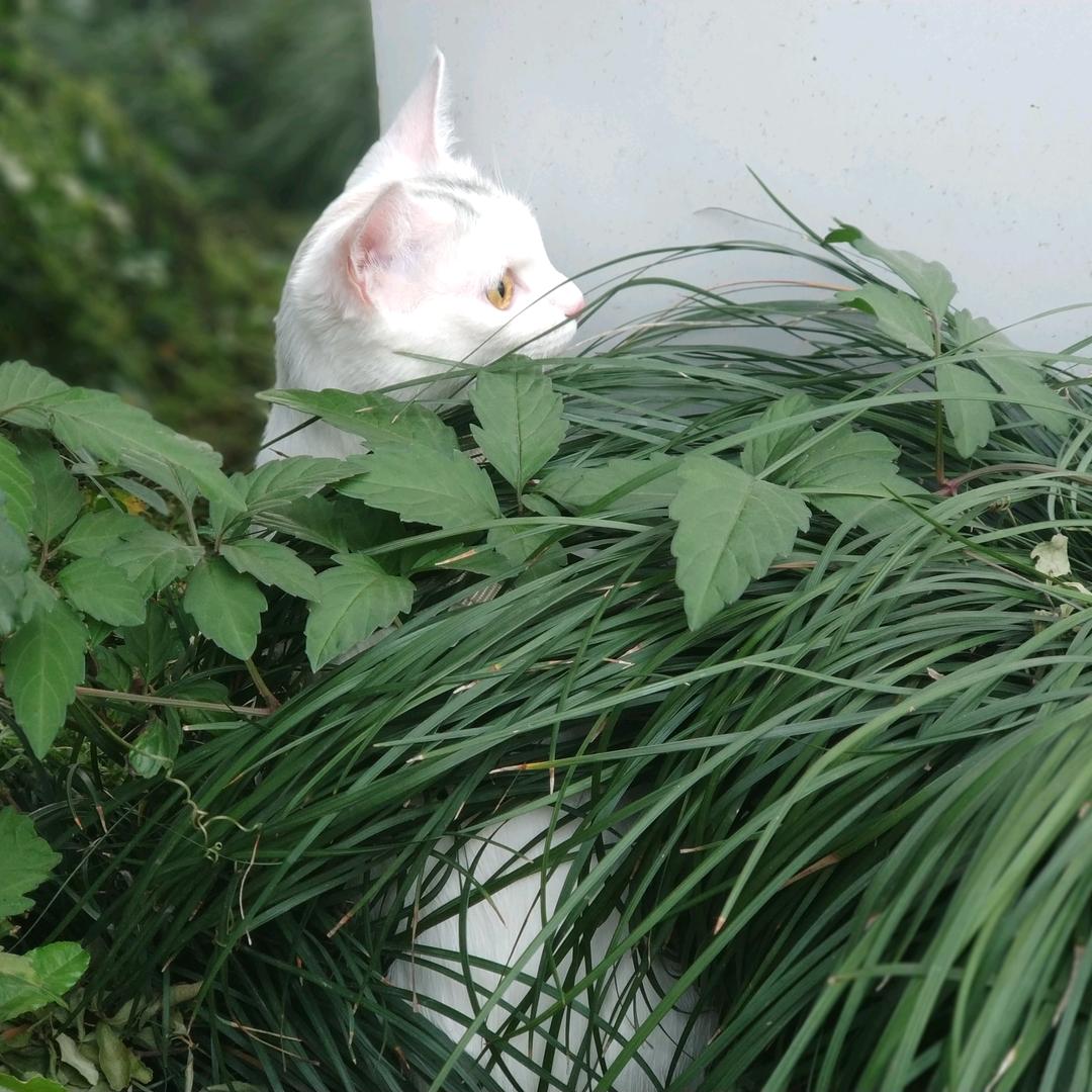 好想吃火锅