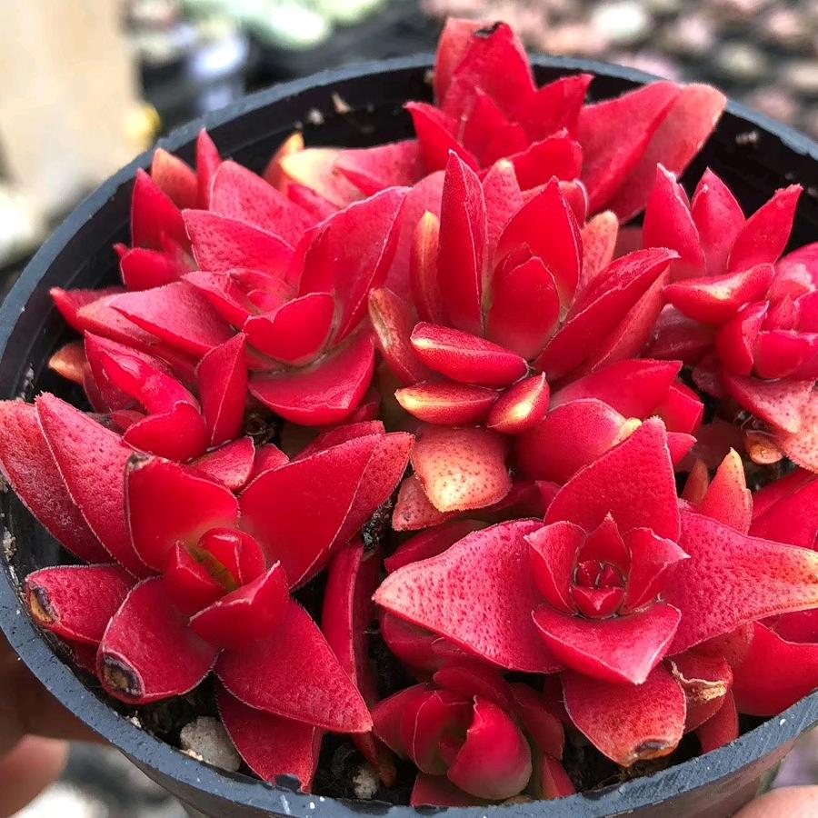 静静的多肉王国