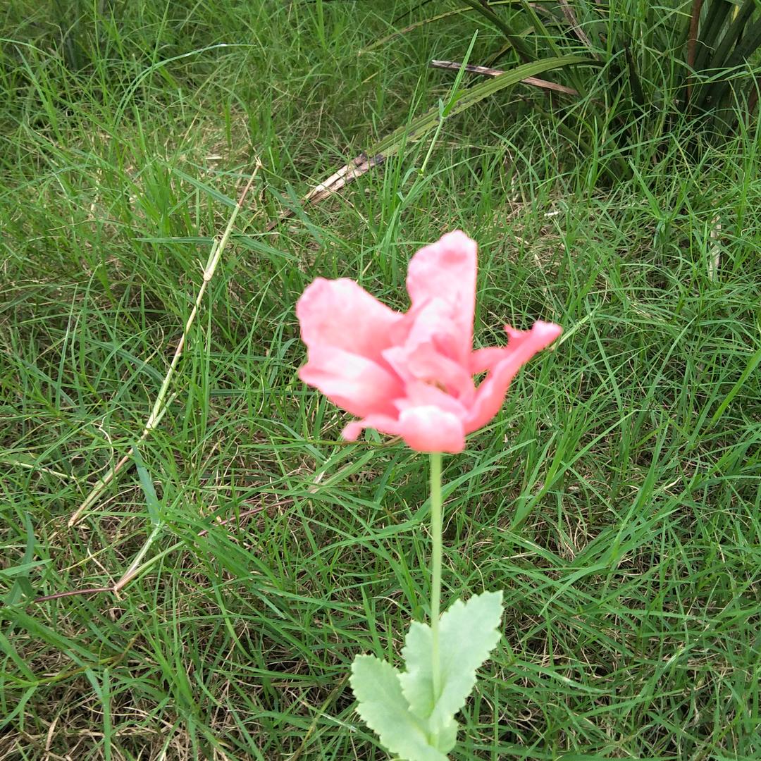 刘三哥
