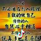 围墙上的猫