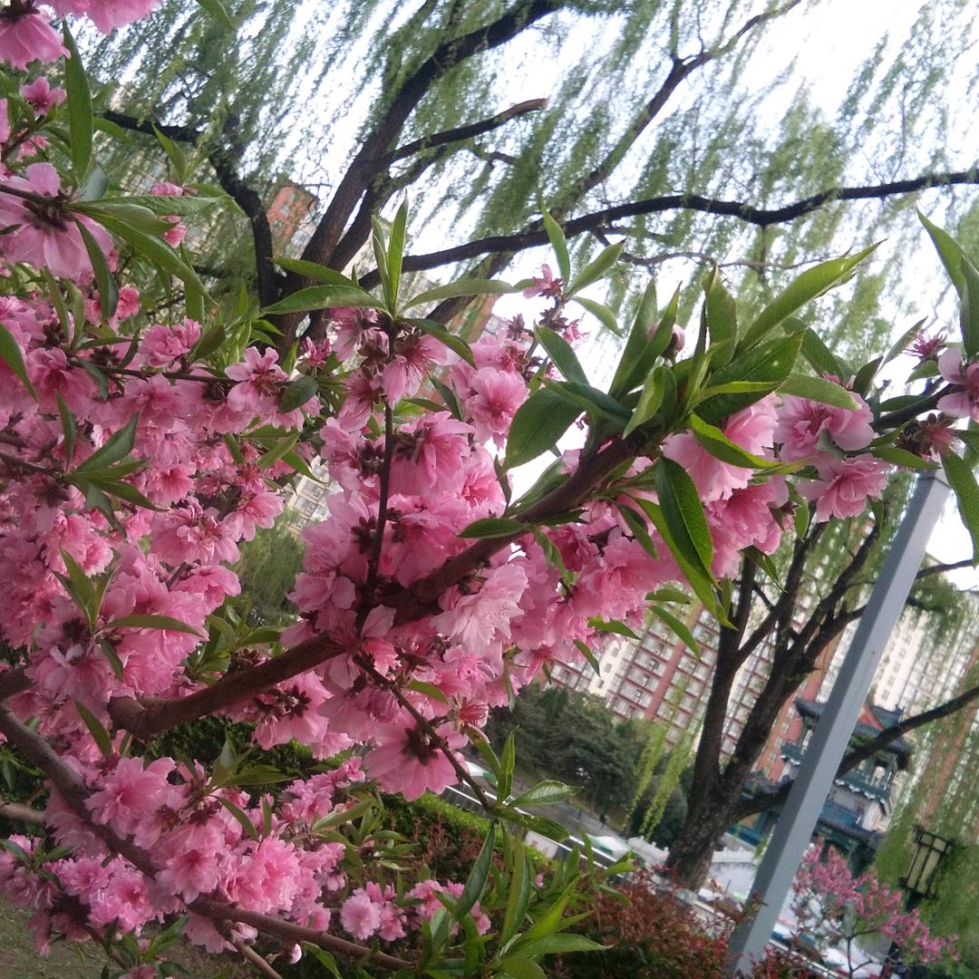 顺其自然@徐姊妹