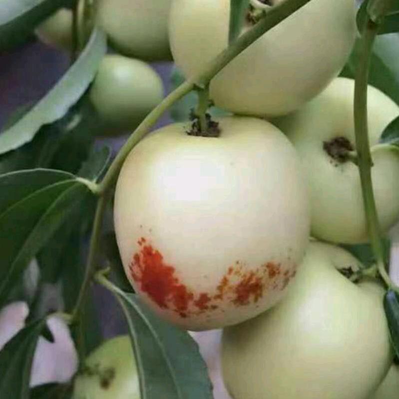 鹏鹏