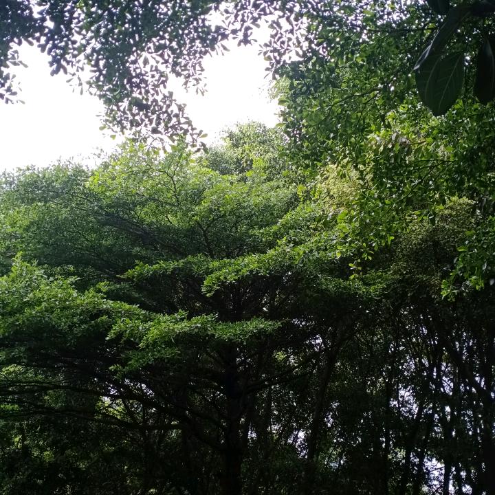 小树