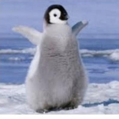 🐧仔