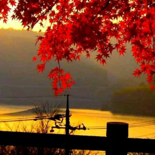 纤丝鸟购物店  灿灿