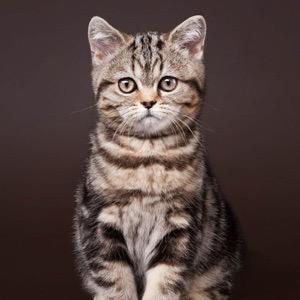 灰灰猫¹²³º