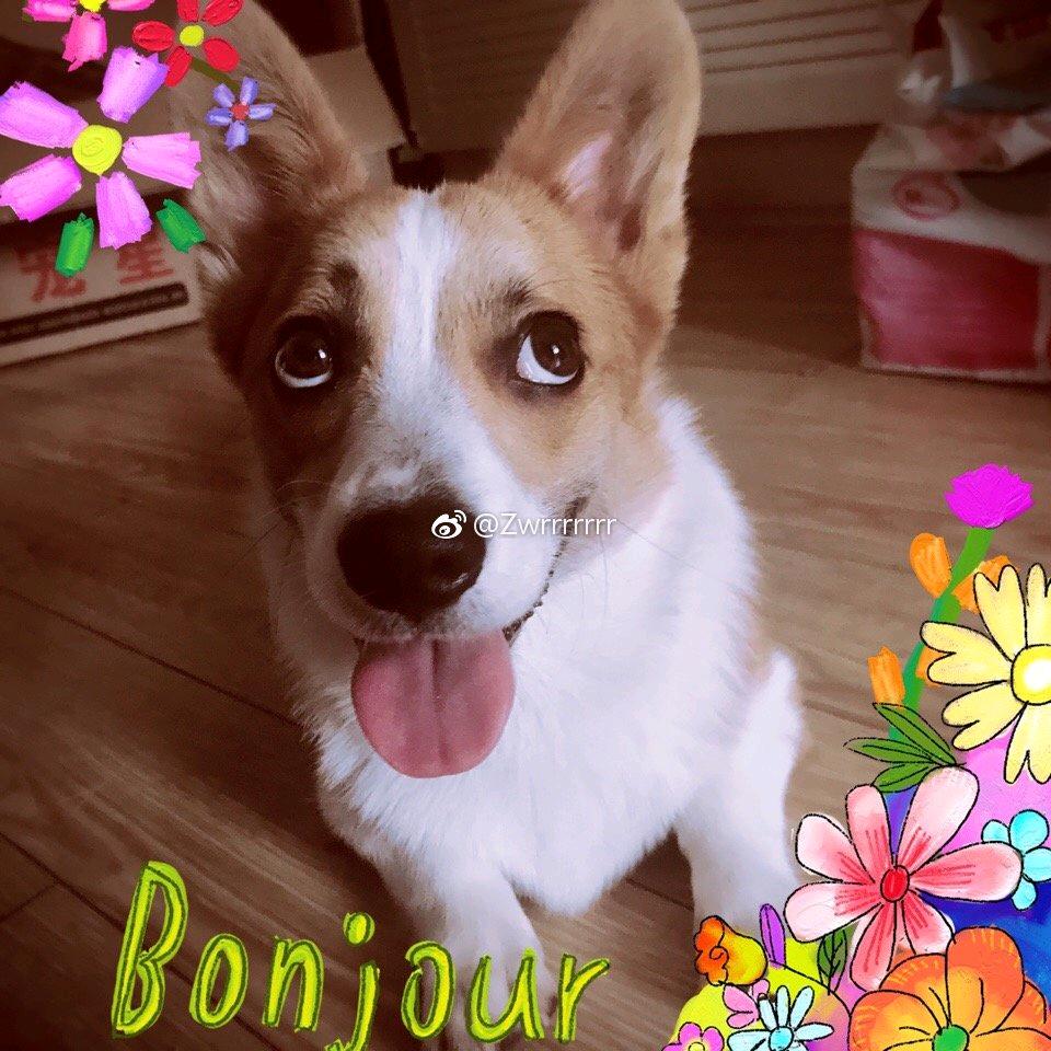 🍥小蹦得er🍥