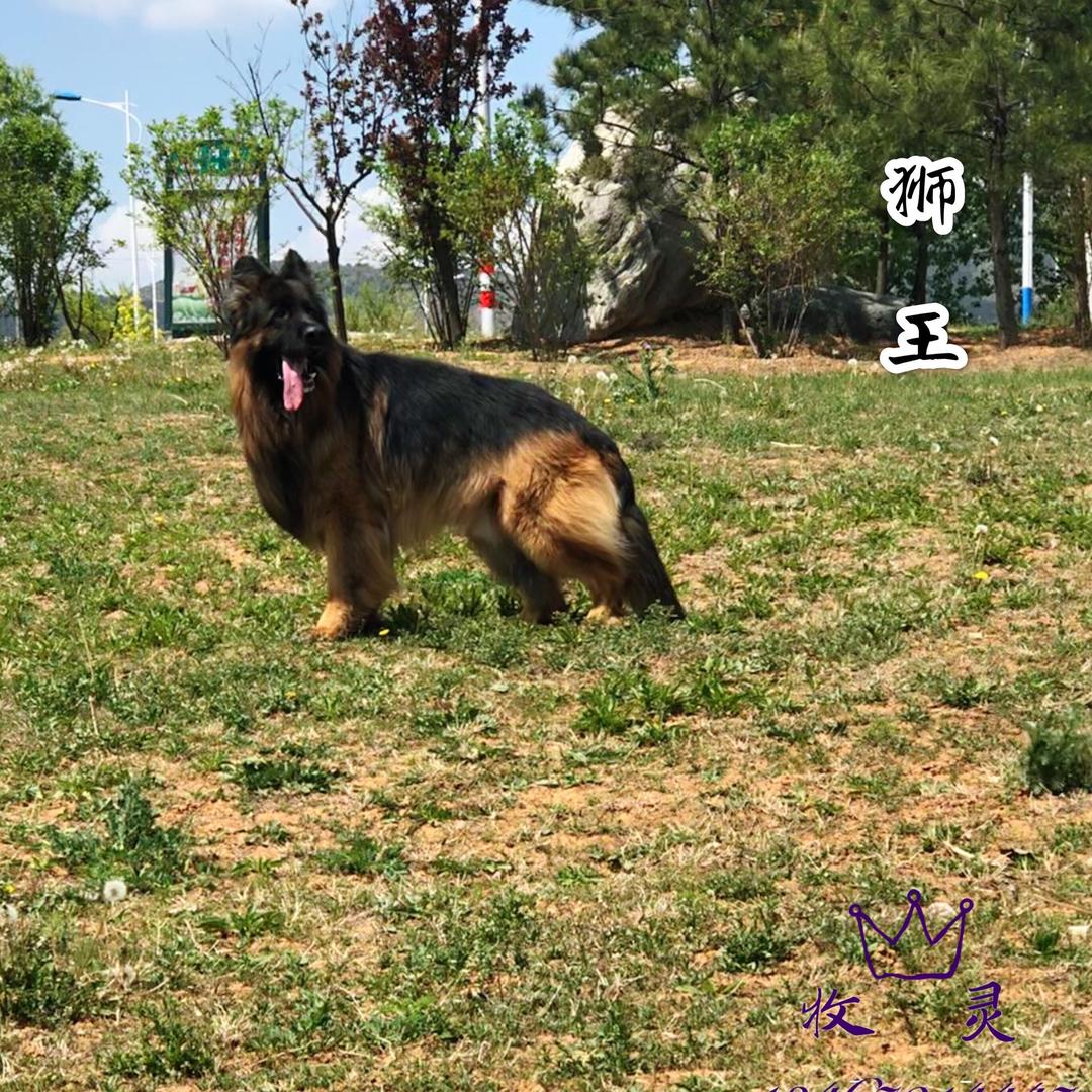 牧灵长毛德牧犬舍