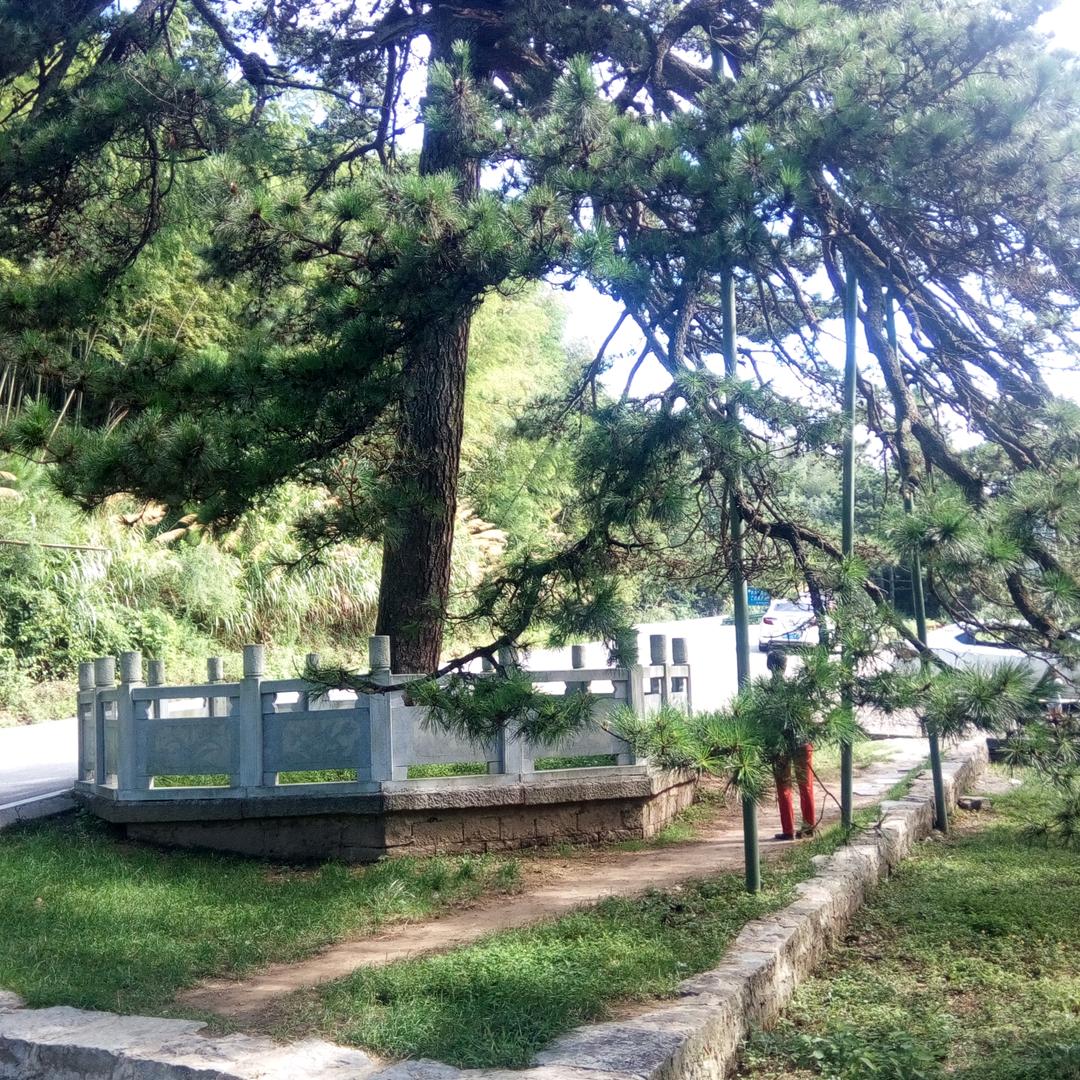 chen树老惜春。