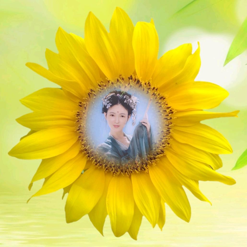 太阳花🌼