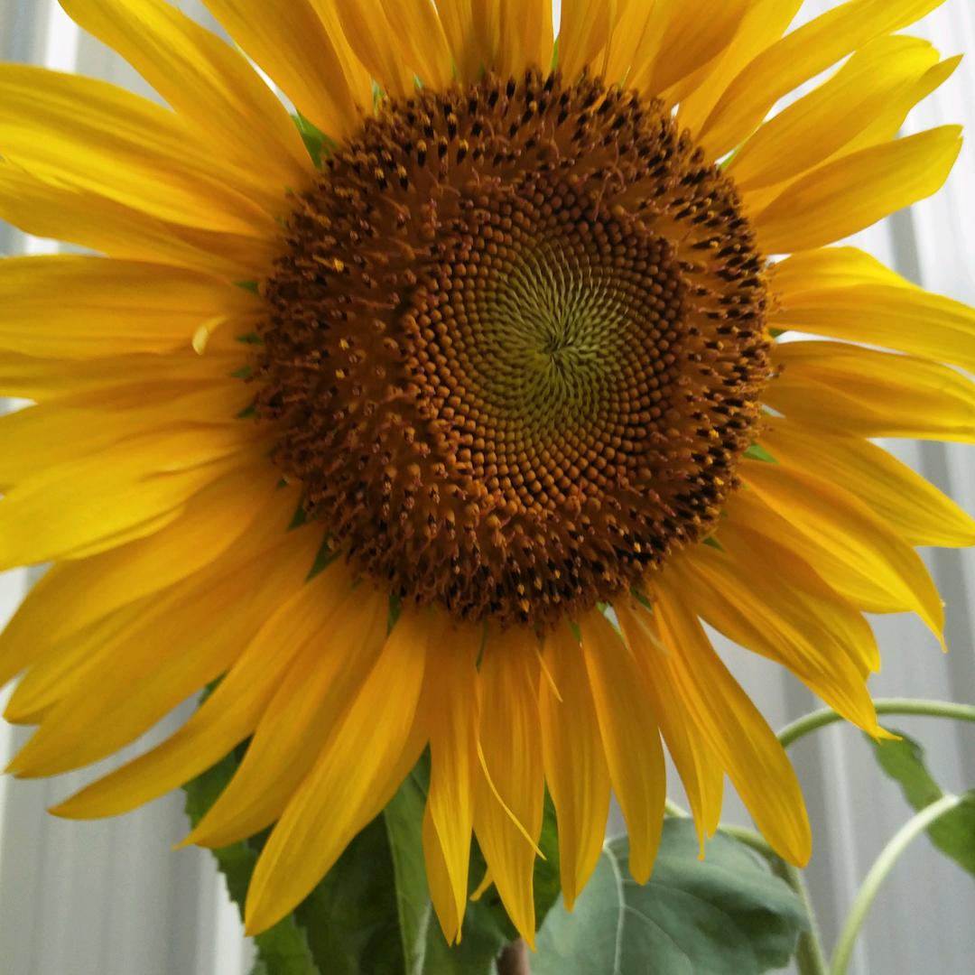 芝