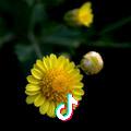 🌻一捋寒香