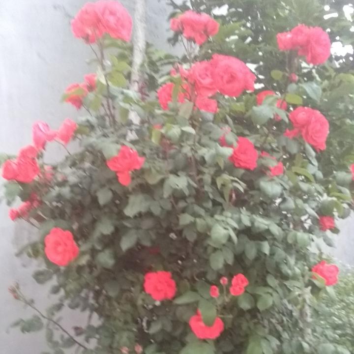 厉