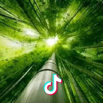 竹雨T（拒私聊）