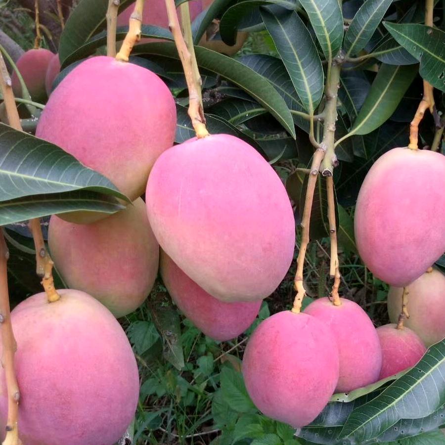 芒果老三
