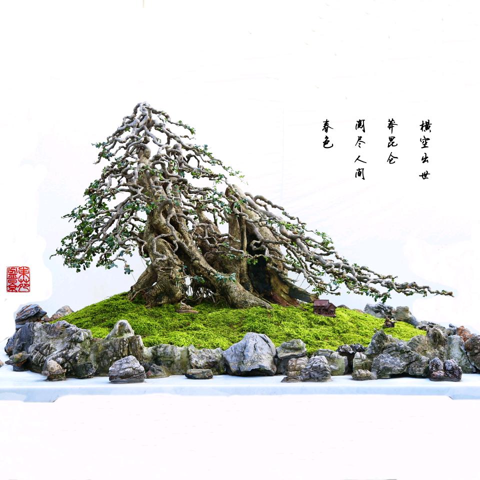 束苑盆景(非遗甄选)