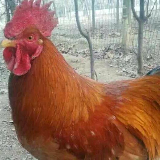 钢铁怎么练成的