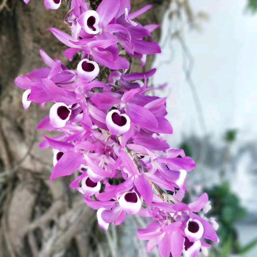 靓芭萍党