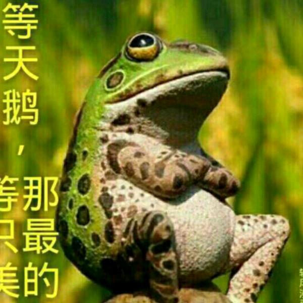 @蛤蟆