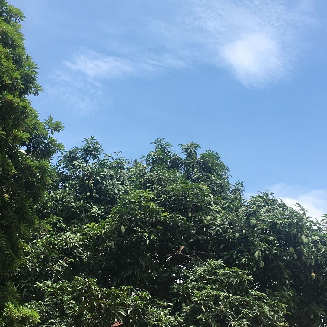 小五哥