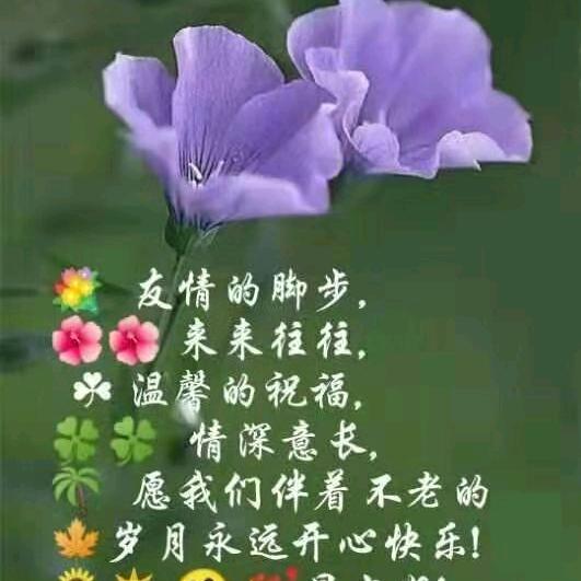 楠色枫叶