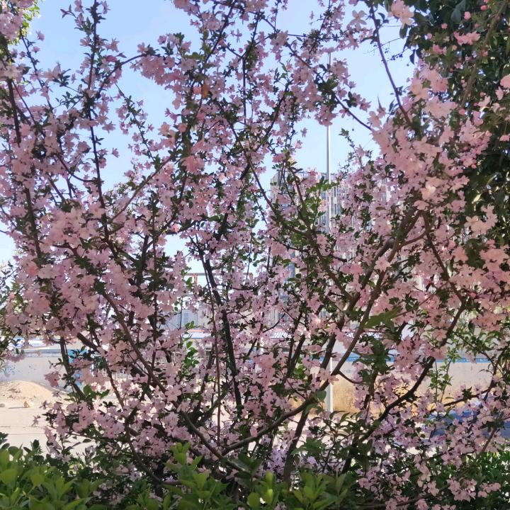 阿东