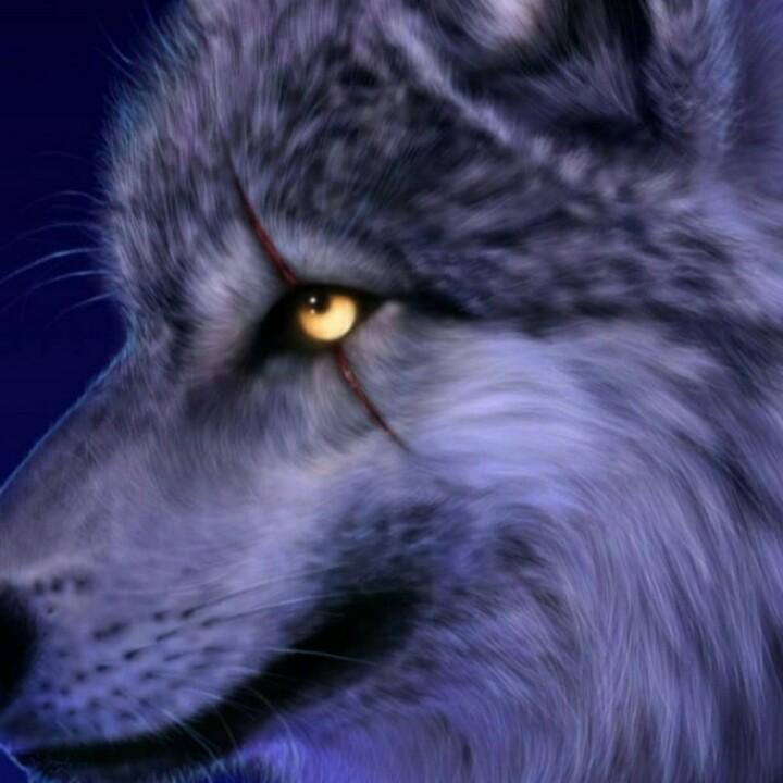 暗～月下的孤狼