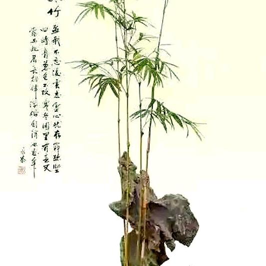半闲屋主人