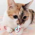 一角猫