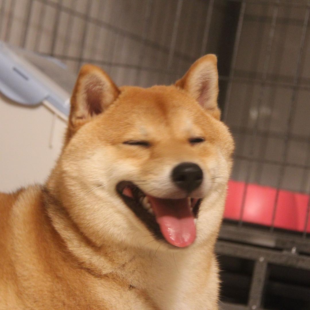 雄霸是条狗