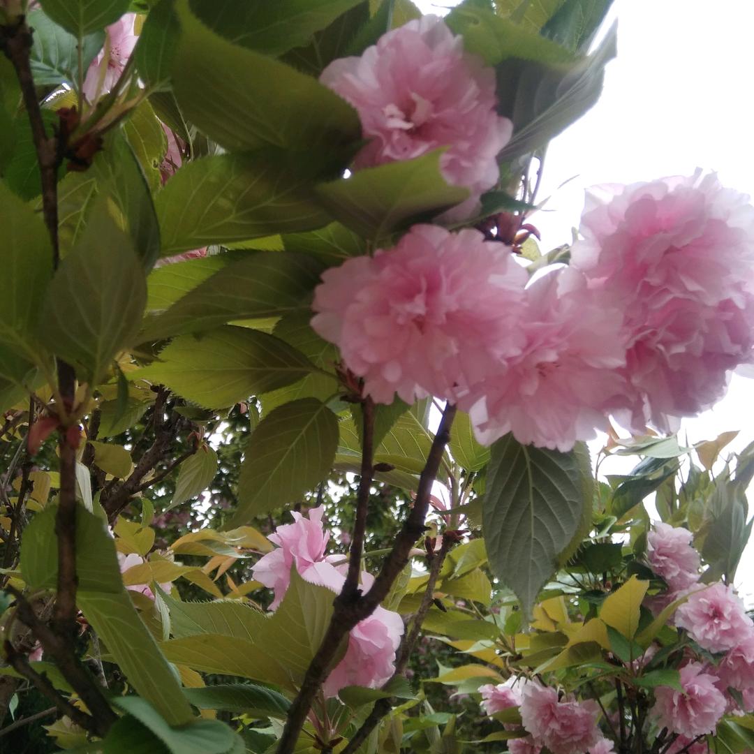 平平淡淡🌻🌻