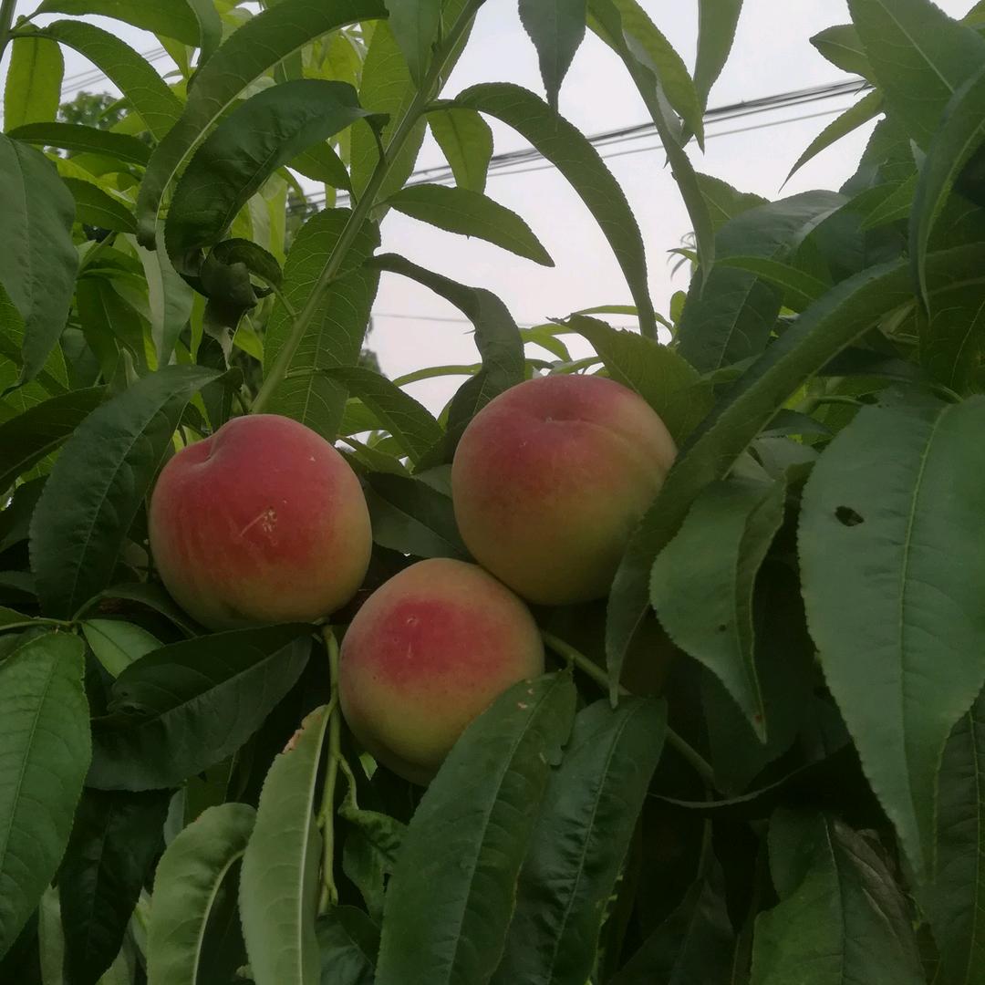 鹿邑试量南头水蜜桃采摘园