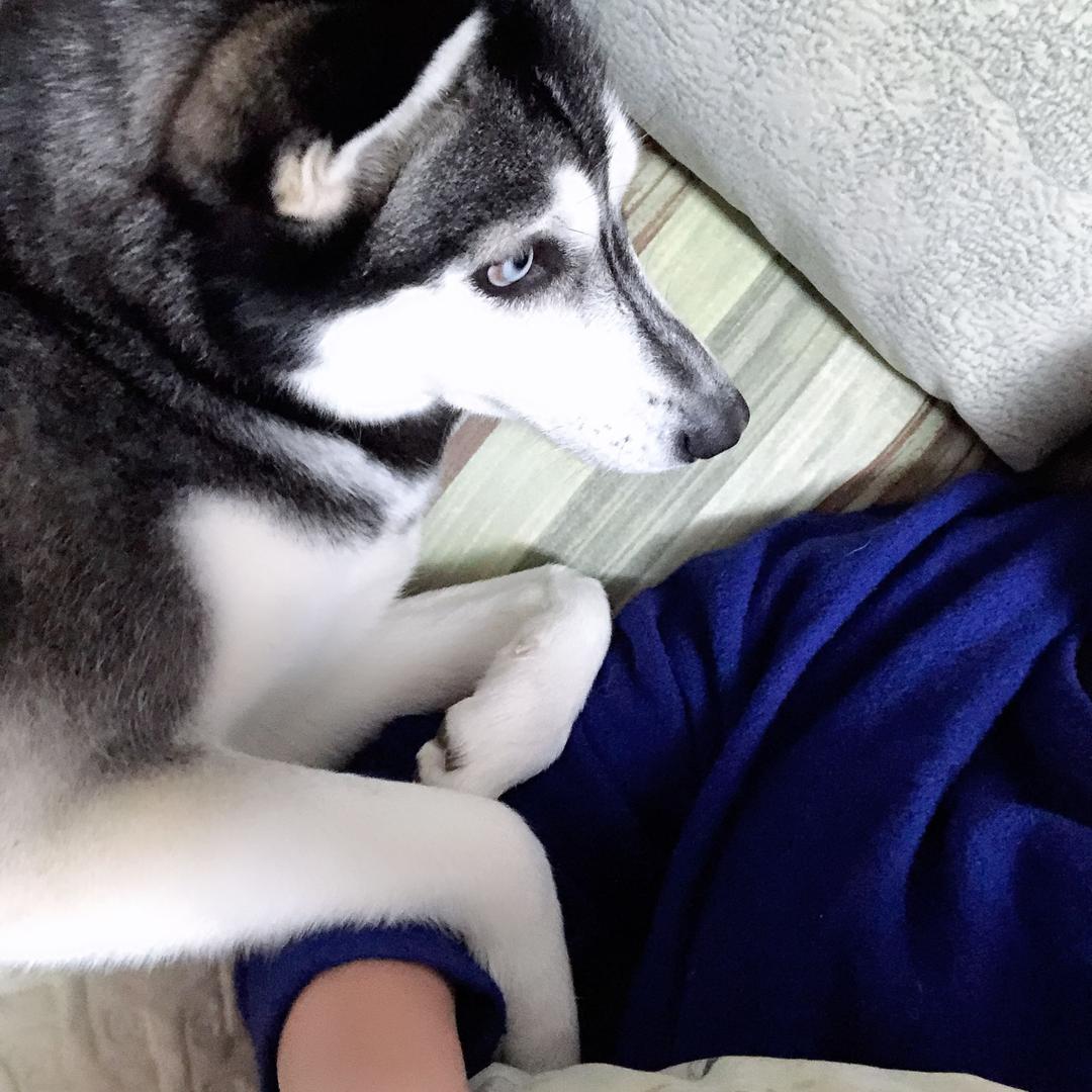 我家欢子