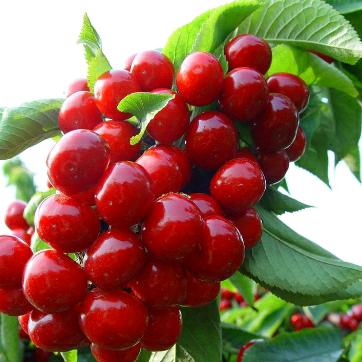 芒果油杏苗蟠枣苗樱桃树苗