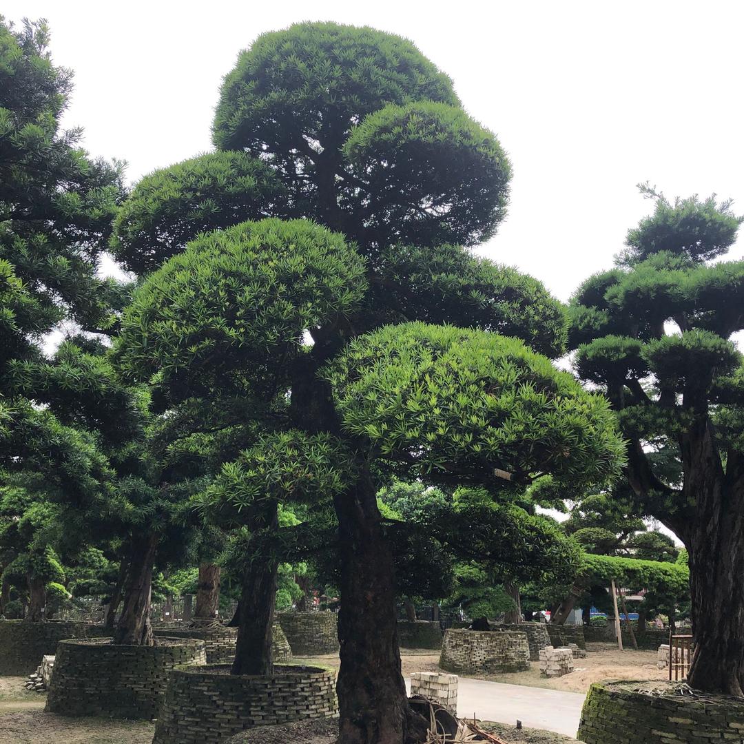 名扬园艺