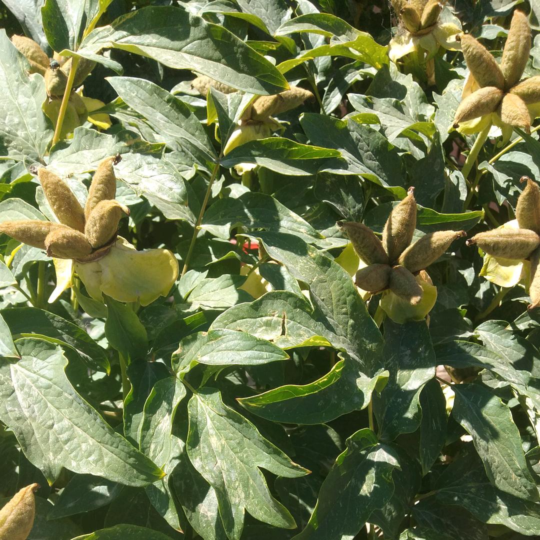 荧火虫