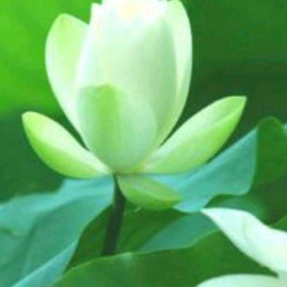小慧