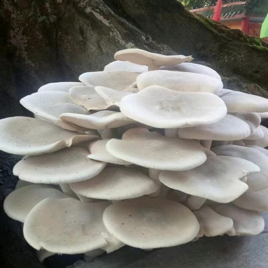 黄女士高档皮鞋店