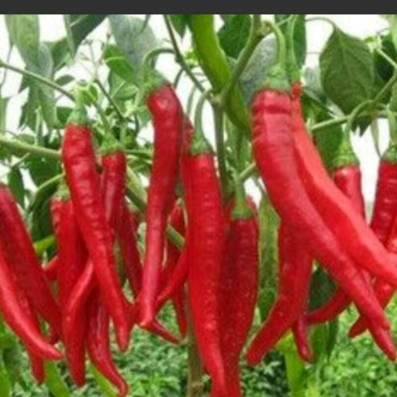 何大姐 🌶🌶🌶🌶