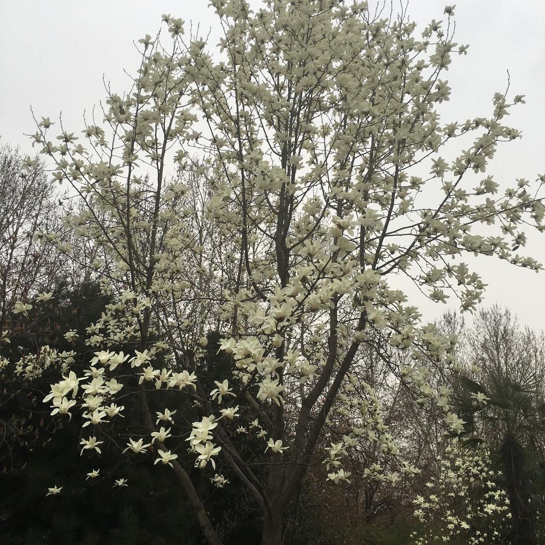 汆