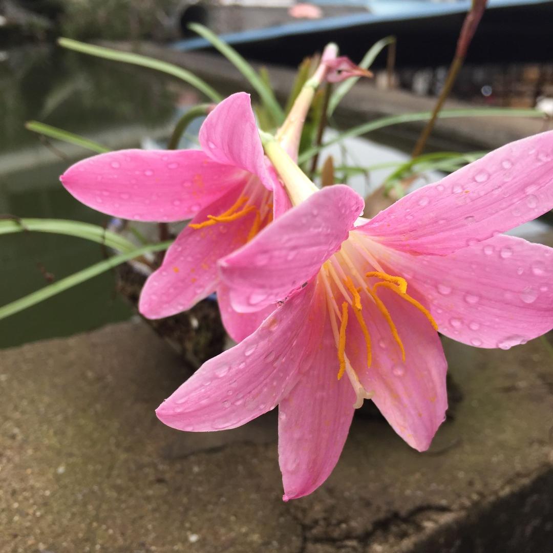 防城电工  罗