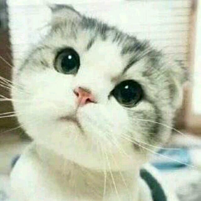 林