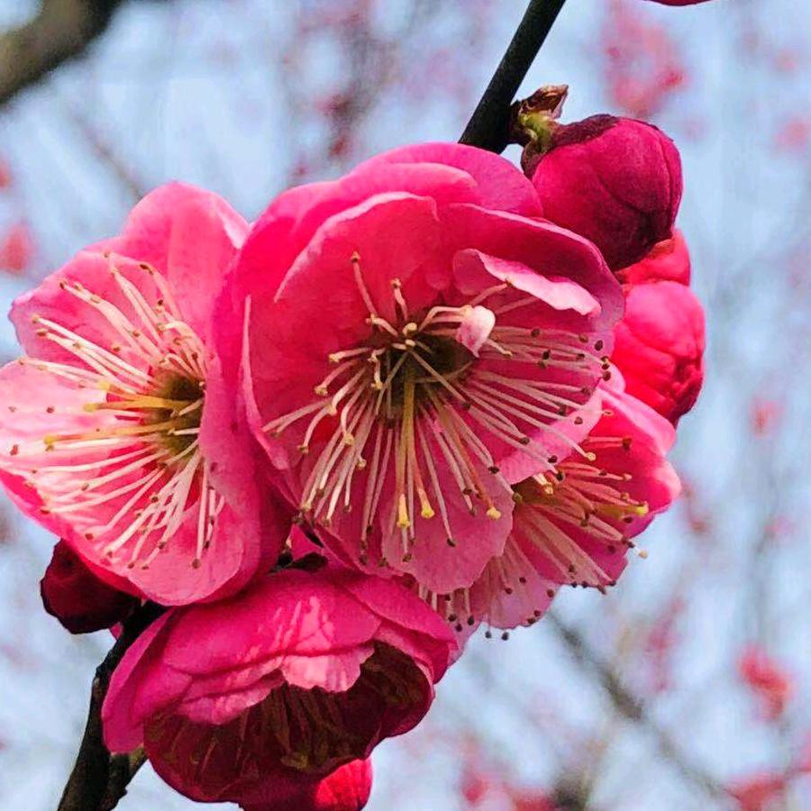 雪花飘飘