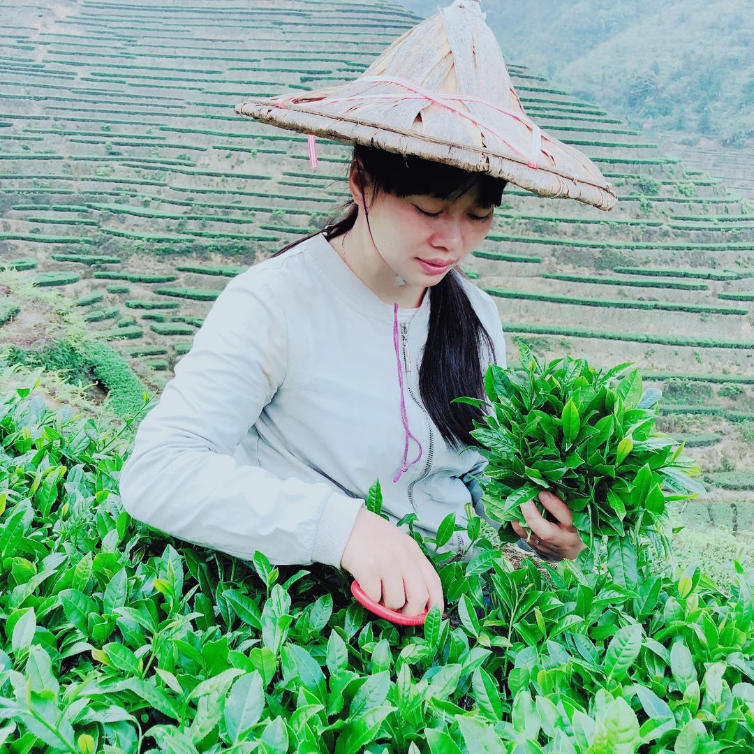 茶乡巧云