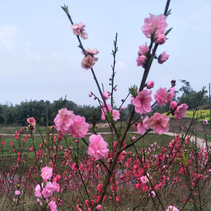 ！春暖花开