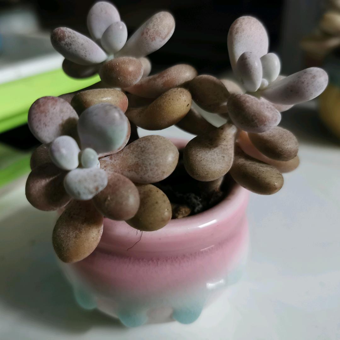 香儿