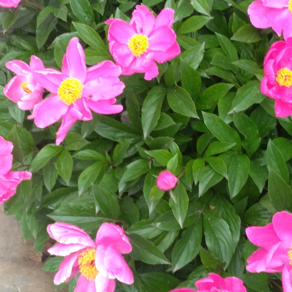 花幻